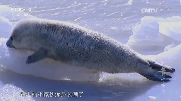 野生动物保护纪录片封面